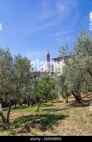 Ulivi nel villaggio di Assisi in Umbria, Italia. La città è famosa per la più importante Basilica italiana dedicata a S. Foto Stock