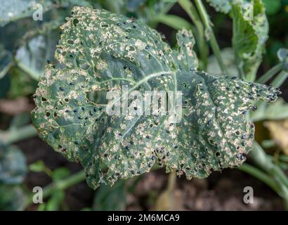 Coleottero delle pulci di cavolo (Phyllotreta croceferae) o coleottero crocifero. Foglie di cavolo danneggiate nell'orto. Foto Stock