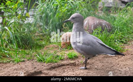 vista laterale uccelli selvatici primo piano gabbiano grigio nel parco dello zoo sfondo verde Foto Stock