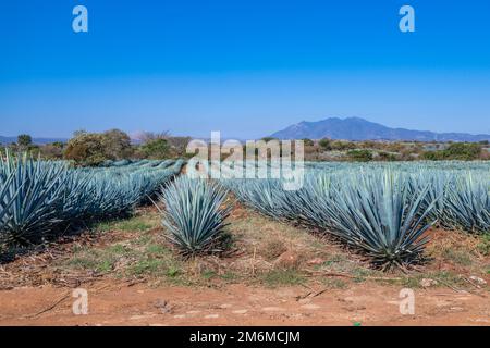 Blue Agave Field a Tequila, Jalisco, Messico Foto Stock