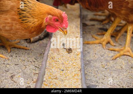 Primo piano gamma libera galline rurali biologiche polli pungenti vassoio di alimentazione mais granella Foto Stock