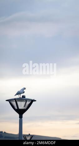 Seagull che chiama sulla parte superiore del lampione. Dunedin. Formato verticale. Foto Stock