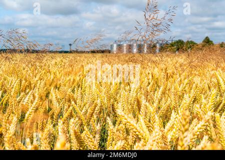 Sistema di stoccaggio di grano in una distanza dietro un campo di grano giallo Foto Stock