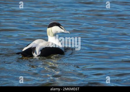 Anatra comune maschile, somateria mollissima in acqua Foto Stock