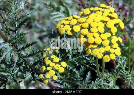 Tansy o Wormweed (vulgare di Tanacetum, sin. Crisantemo vulgare) Foto Stock