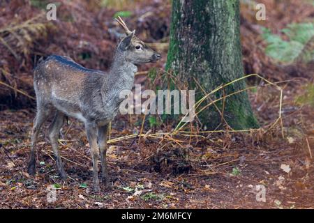 Il broccato del cervo di Fallow mangia le ghiande Foto Stock