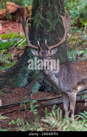 Ritratto da un buk del cervo del fallow Foto Stock