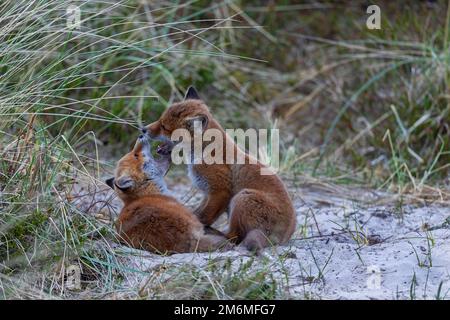 È sempre una bella esperienza nella natura guardare i cuccioli della Red Fox combattere in modo giocoso Foto Stock