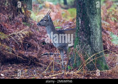 Il broccato del cervo di Fallow mangia le ghiande Foto Stock