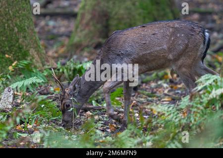 Il broccato del cervo di Fallow mangia le ghiande Foto Stock