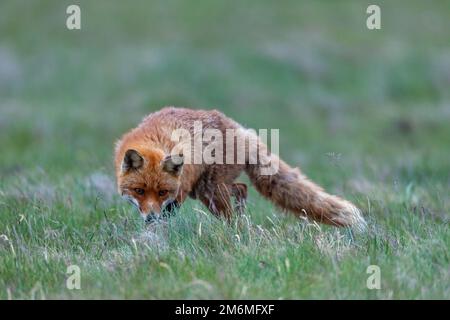 Una femmina Red Fox caccia topi / Vulpes vulpes Foto Stock