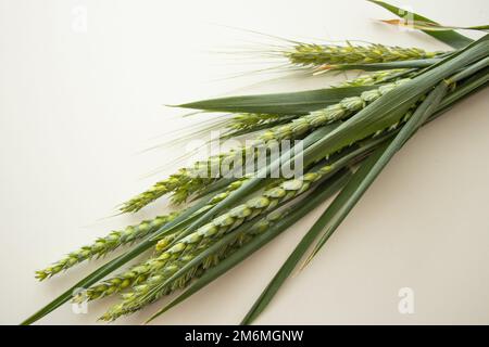 spikelets verdi di grano su un tavolo di legno vicino in su Foto Stock