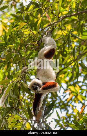 Bel lemur sifaka di Coquerel, (Propithecus coquereli). Animale endemico in pericolo impiccato sull'albero e nutrito nell'habitat naturale. Peyrieras effettuare prenotazioni on-line Foto Stock