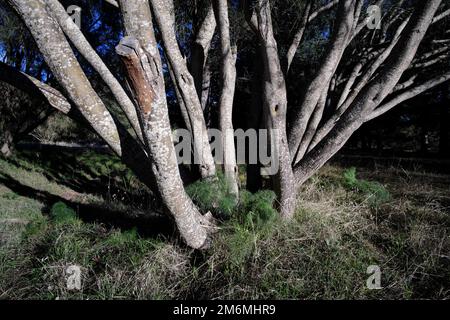 Tronchi dell'Etna Biane in Sicilia, Parco dell'Etna, Italia Foto Stock