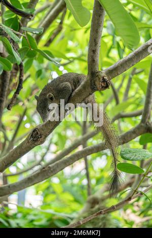 Lo scoiattolo marrone si trova sull'albero frangipani. Non vediamo l'ora. Foto Stock