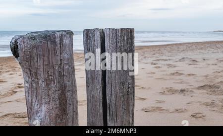 primo piano di groynes sulla spiaggia sabbiosa vicino al mare fatto di pali di legno intemperie nel sole debole di mattina in inverno Foto Stock