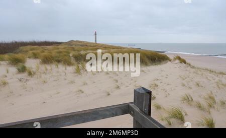 Duna di sabbia con erbe e jetties a westkapelle, walcheren, paesi bassi, in inverno Foto Stock