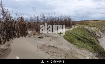 Duna di sabbia con erbe e jetties a westkapelle, walcheren, paesi bassi, in inverno Foto Stock