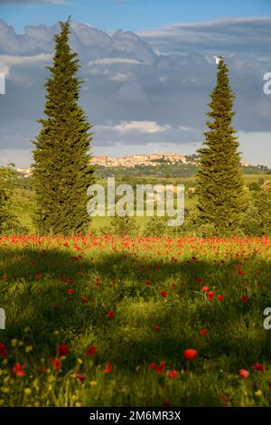 VAL D'ORCIA TOSCANA, ITALIA - MAGGIO 19 : campo di papavero in Toscana il 19 Maggio 2013 Foto Stock