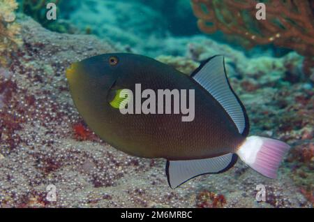 Pinktail Triggerfish, Melichthys vidua, Post 2 dive site, Menjangan Island, Buleleng, Bali, Indonesia Foto Stock