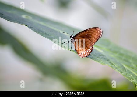 Il corvo comune Butterfly (Euploea core) Foto Stock