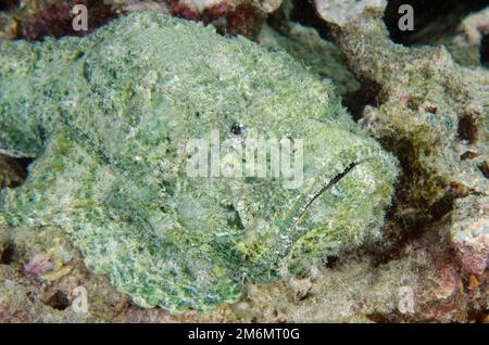 Scorpionfish diavolo, Scorpaenopsis diabolus, camuffato da rocce, sito di immersione Post 1, Isola di Menjangan, Buleleng, Bali, Indonesia Foto Stock