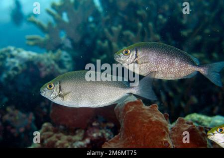 Coppia di pesci rabbitani a macchie bianche, Siganus canaliculatus, sito di immersione Post 1, Isola di Menjangan, Buleleng, Bali, Indonesia Foto Stock