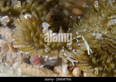 Aggraziato Anemone gamberi, Ancylomenes venustus, in Mare Anemone, Heteractis sp, immersione notturna, NusaBay Menjangan Hotel House Reef, West Bali National Park, Foto Stock