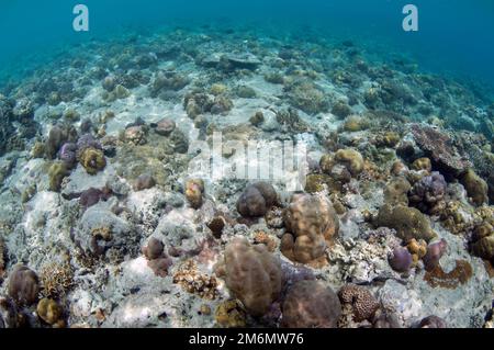 Varietà di coralli duri, ordine Scleractinia, NusaBay Menjangan Hotel House Reef, West Bali National Park, vicino a Menjangan Island, Buleleng, Bali, Indone Foto Stock