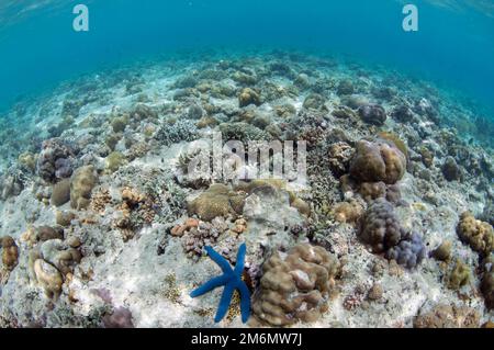 Blue Star, Linckia laevigata, con varietà di coralli duri, Scleractinia Order, NusaBay Menjangan Hotel House Reef, West Bali National Park, vicino a Menja Foto Stock