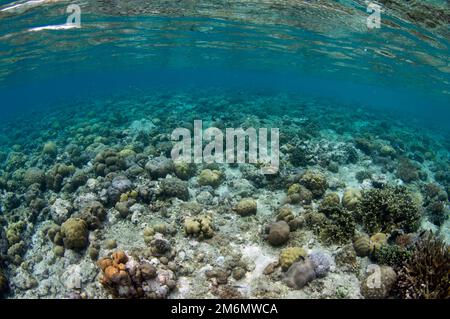 Varietà di coralli duri, ordine Scleractinia, NusaBay Menjangan Hotel House Reef, West Bali National Park, vicino a Menjangan Island, Buleleng, Bali, Indone Foto Stock