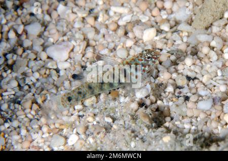 Twospot Dwarfgoby, Eviota distigma, NusaBay Menjangan Hotel House Reef, West Bali National Park, vicino a Menjangan Island, Buleleng, Bali, Indonesia Foto Stock