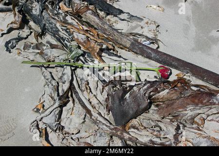 Rosa rossa appassita con gambo longastro deserito, abbandonato sulla spiaggia tra alghe nere, Foto Stock