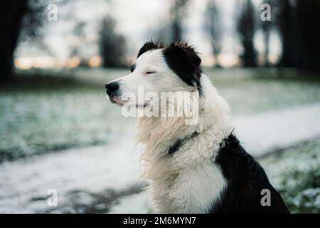 Un bordo sonnolento Collie seduto nel campo nevoso Foto Stock