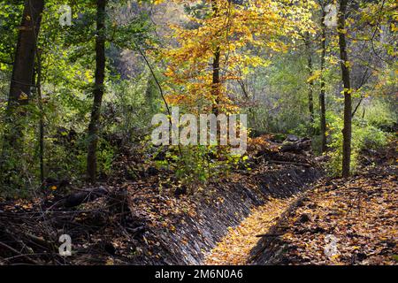 Paesaggio autunnale con alberi e un fosso nel parco Kralingse Bos a Rotterdam Foto Stock