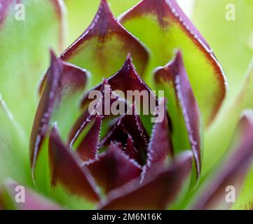 Fotografía macro de algunas hojas de sempervivum de la familia de las sucultentas. Enfoque selectivo Foto Stock