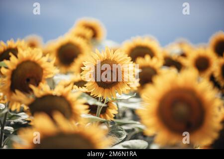 Splendida vista panoramica sul campo di girasoli in estate. Foto Stock