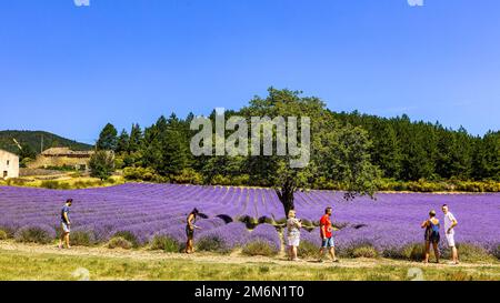 Francia. Provenza. Vaucluse (84) Plateau de Sault, capitale della lavanda. Durante la fioritura, i turisti sono abituati ad essere fotografati nei campi, il CH Foto Stock