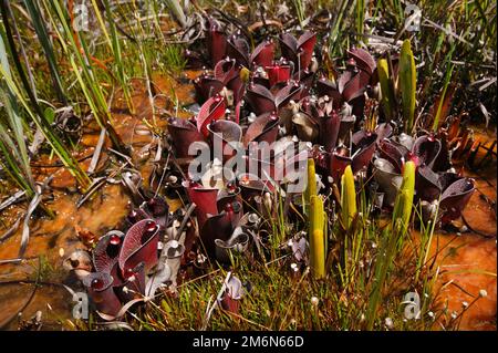 Piante di Helianphora pulchella, pianta carivora con Brocchinia ridutta in habitat naturale, Amuri Tepui, Venezuela Foto Stock