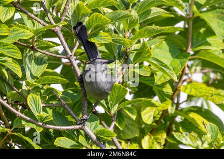 Il catbird grigio (Dumetella carolinensis) Foto Stock