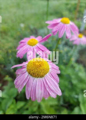 Bel fiore di rosa Echinacea curativo primo piano. Foto di alta qualità Foto Stock