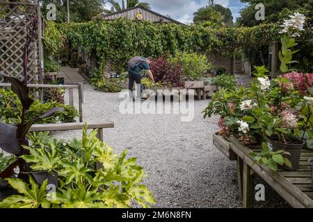 Il centro dello stabilimento a Trebah Gardens in Cornovaglia nel Regno Unito. Foto Stock