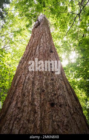 Sequoia gigante anche conosciuta come sequoia gigante (Sequoiadendron giganteum) Foto Stock