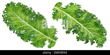 Foglia di insalata Kale curly isolato su sfondo bianco Foto Stock