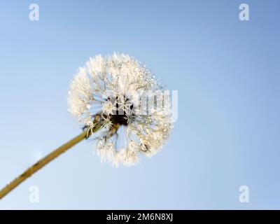 Blowball, Tarassaco (Taraxacum officinale), stato seminale, Schleswig-Holstein, Germania Foto Stock