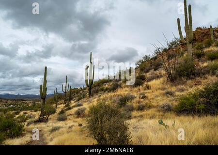 Vista panoramica della Tonto National Forest, Arizona Foto Stock