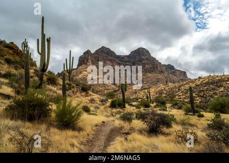 Vista panoramica della Tonto National Forest, Arizona Foto Stock