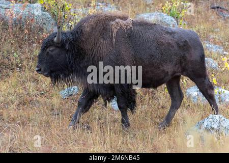 Bisonte americano, bisonte bisonte, nel Parco Nazionale di Yellowstone Foto Stock