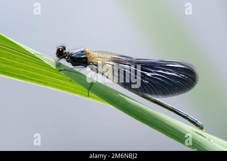 demoiselle con bande di dragonfly maschio (Calopteryx splendens) Foto Stock