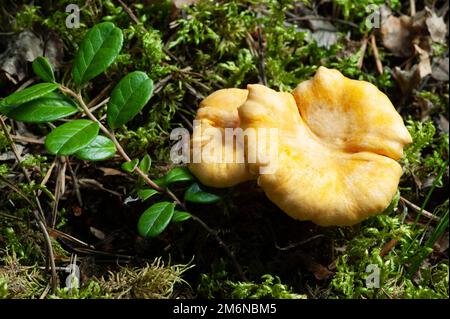 Funghi finferli arancioni luminosi Foto Stock